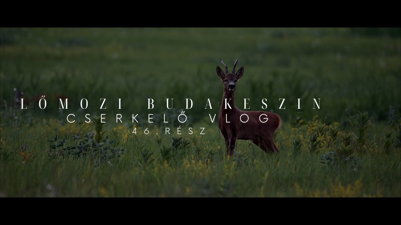 Cserkelő Vlog 46. rész - Lőmozi Budakeszin