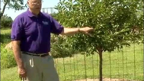 Protect Fruit Trees from Deer