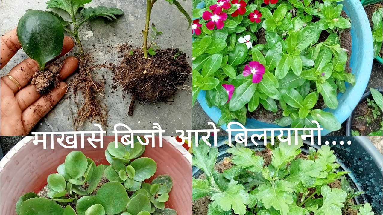 माखासे फुलि बानायनाय फुल नायदोलाय 🙏