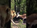 أسد يطارد غزال بسرعة جنونية أقوى مطاردة في البرية لا ت فو ت Shorts Viralvideo Wildlife
