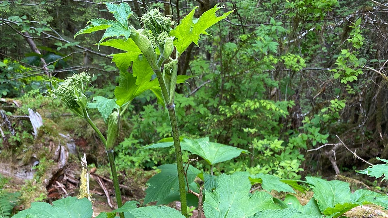 Cow Parsnip (Identification)