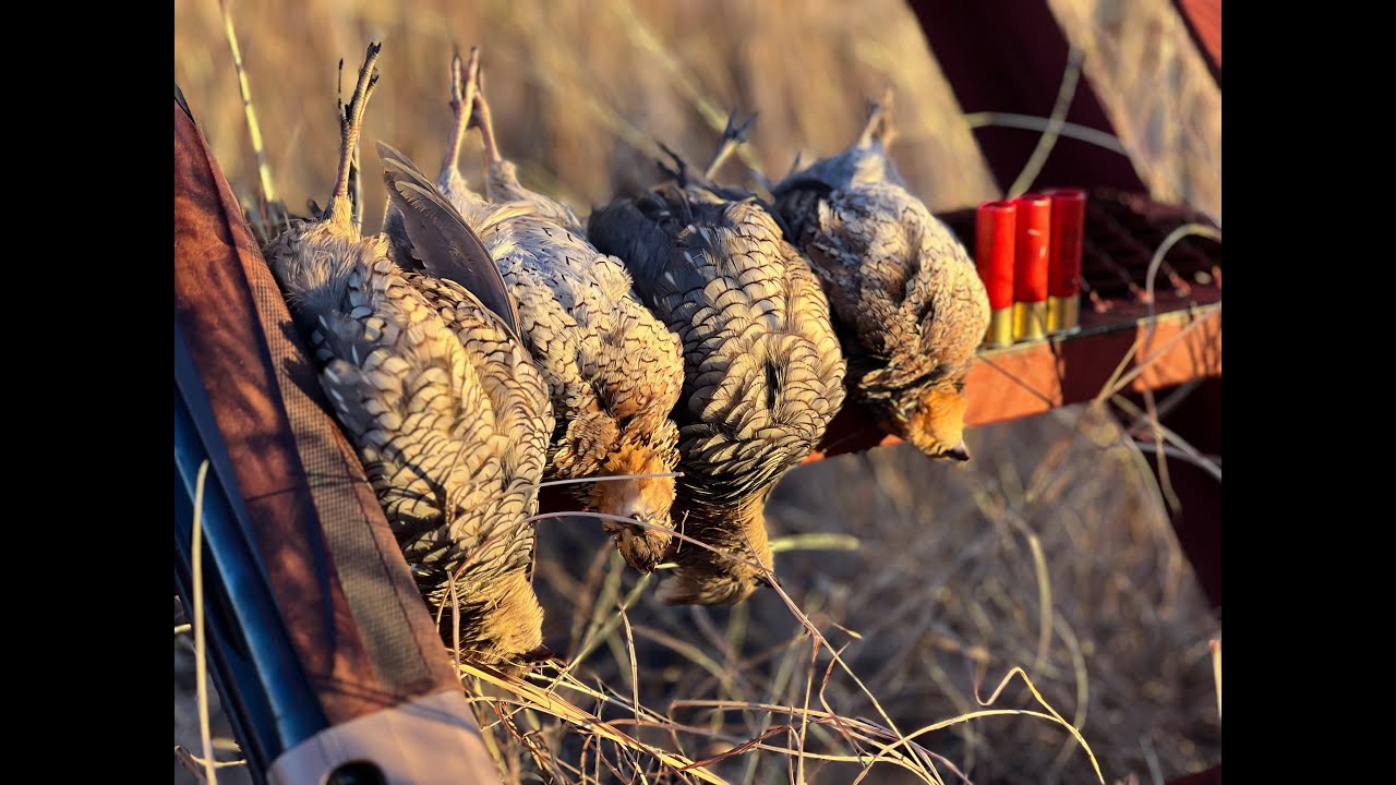 Lily and Dot's Double Day Coveys Oklahoma Quail Hunting YouTube