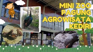 Update Suasana Terkini Pagung Agrowisata Kediri lihat Hewan   hewan