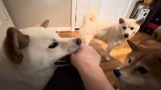 Shiba Choir Practice by The Angry Shiba Channel 559 views 8 months ago 41 seconds