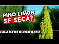 Video de Pinos