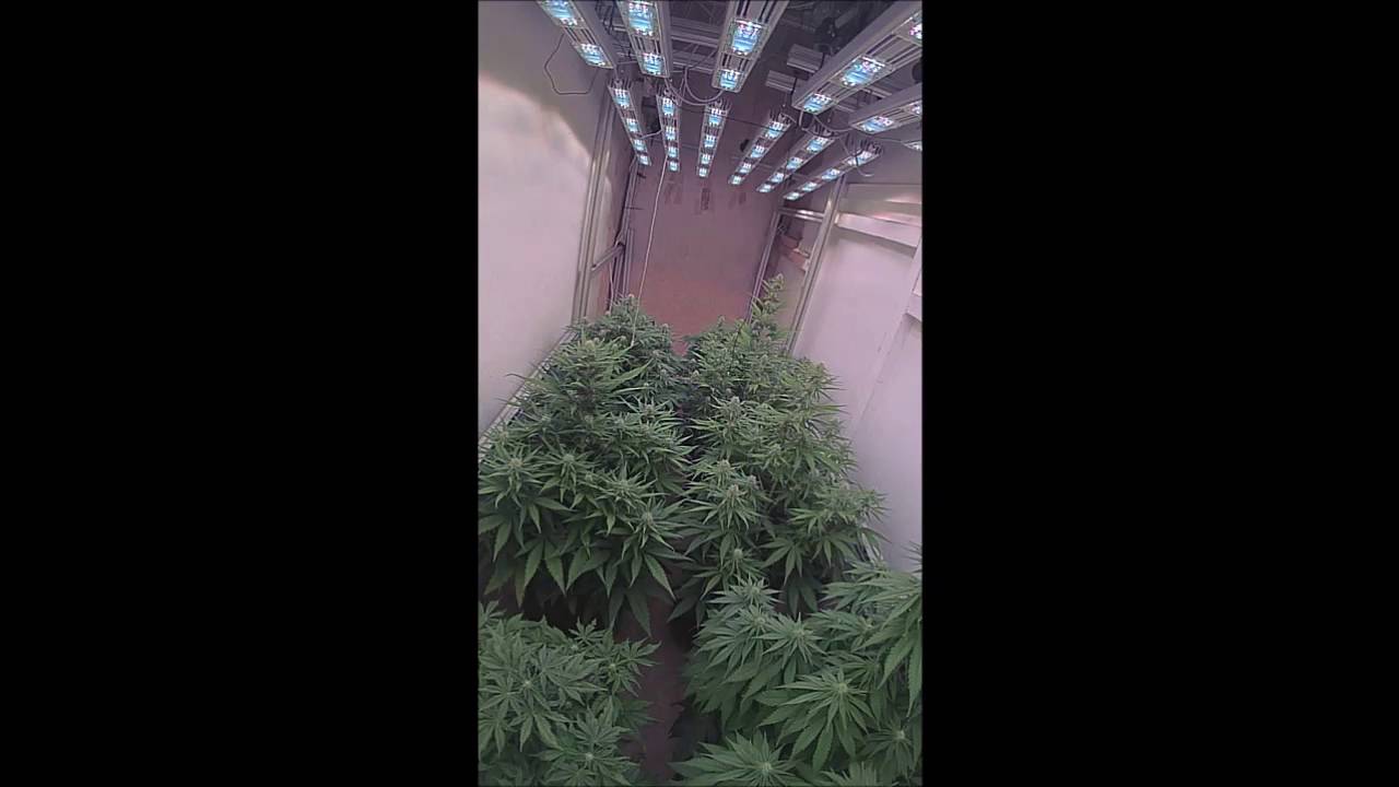 Time lapse sanlight s4w led grow