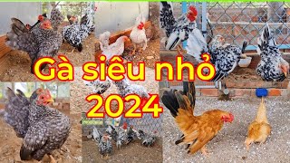 Những bộ gà tre mini/gà segama đẹp để giống 2024 tại Chăn Nuôi Miền Tây