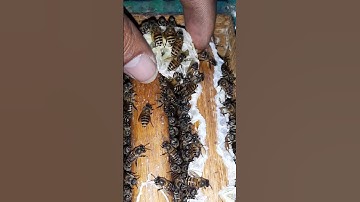 honey bee🐝 farming #shorts #viral #shortvideo #short #fyp #bee #bees #beekeeping #beekeeper #shots