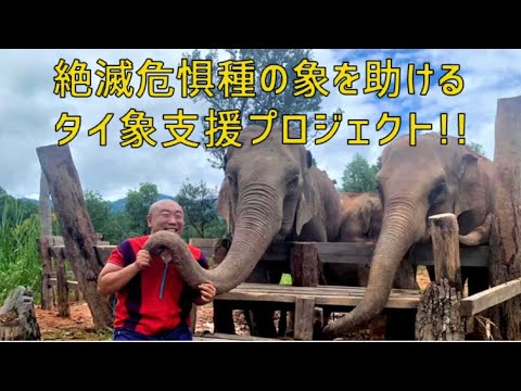 【かんたん解説版】ゾウさんの支援プロジェクトについて【タイと動物が好きな優しい人に届いてほしい】