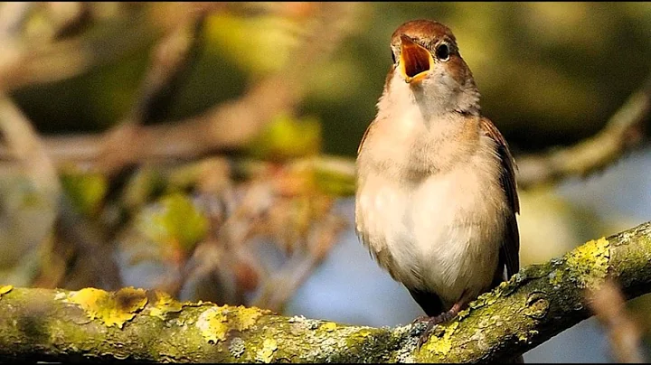 4 Hours of Nightingale Singing on a June Evening