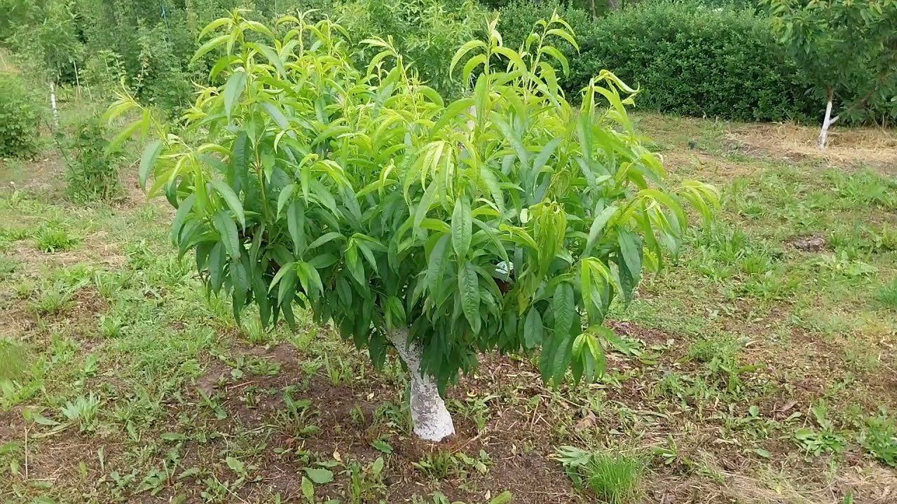 Силна резитба на праскова след зимно измръзване