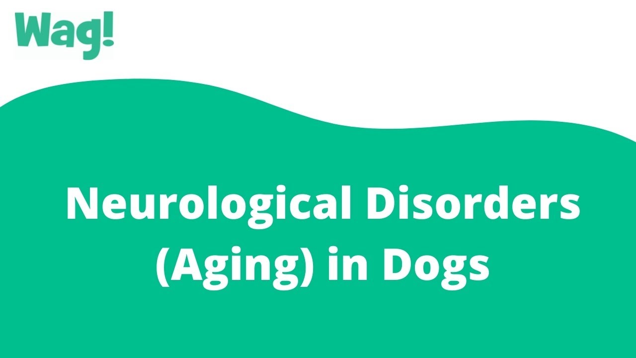 What Are Symptoms Of Neurological Problems In Dogs