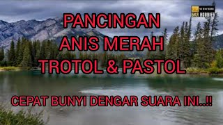 TERAPI Burung Anis Merah TROTOL & PASTOL Agar Cepat Bunyi.