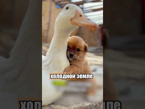Удивительная дружба утки и щенка 🦆🐶 #милыеживотные #животные