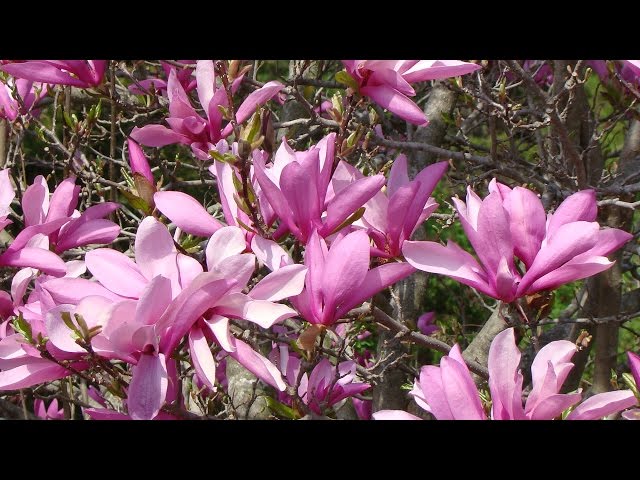 How to grow a Magnolia Tree from seed - YouTube