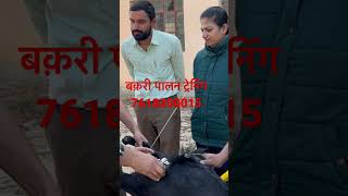 goat farming training बकरी पालन कोर्स फ्री में करे 7618200015