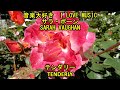 音楽大好き サラ・ボーン 「テンダリー」  I LOVE MUSIC   SARAH VAUGHAN  「TENDERLY」