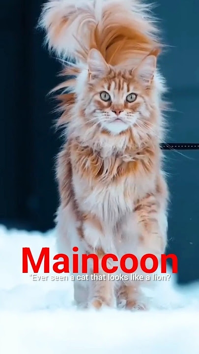 'Maine Coon – The biggest domestic cat in the world!' #MaineCoon #BiggestCat #CatFacts  #FluffyCat