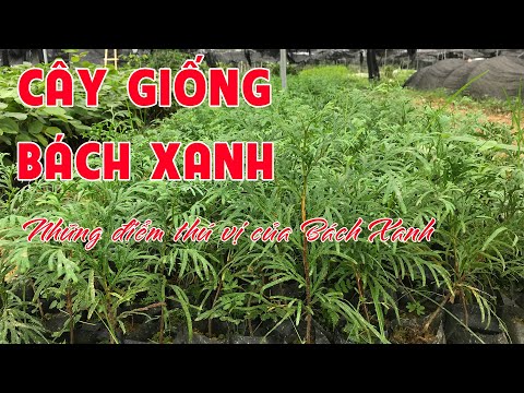 Video: Có những loại cây bách nào?