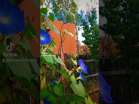 Video: Purple Morning Glory (31 Foto's): Planten En Verzorgen Van Een Bloem, Variëteiten 