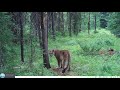 2021 swan valley wildlife trail camera compilation