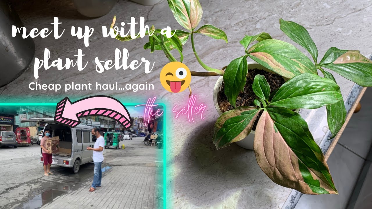 MEET UP WITH A PLANT SELLERbudget plant haul YouTube