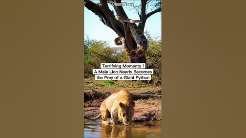 Terrifying Moments ! A Male Lion Nearly Becomesthe Prey of a Giant Python.