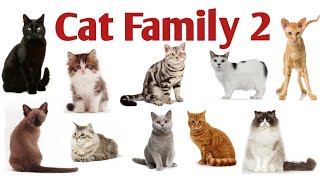 Different Species Of Cat Family With Pictures And Names In English Part 2 | Cat Names | Wild Cats.