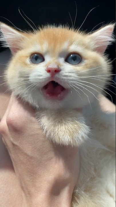 A cute cute meow meow.🐱