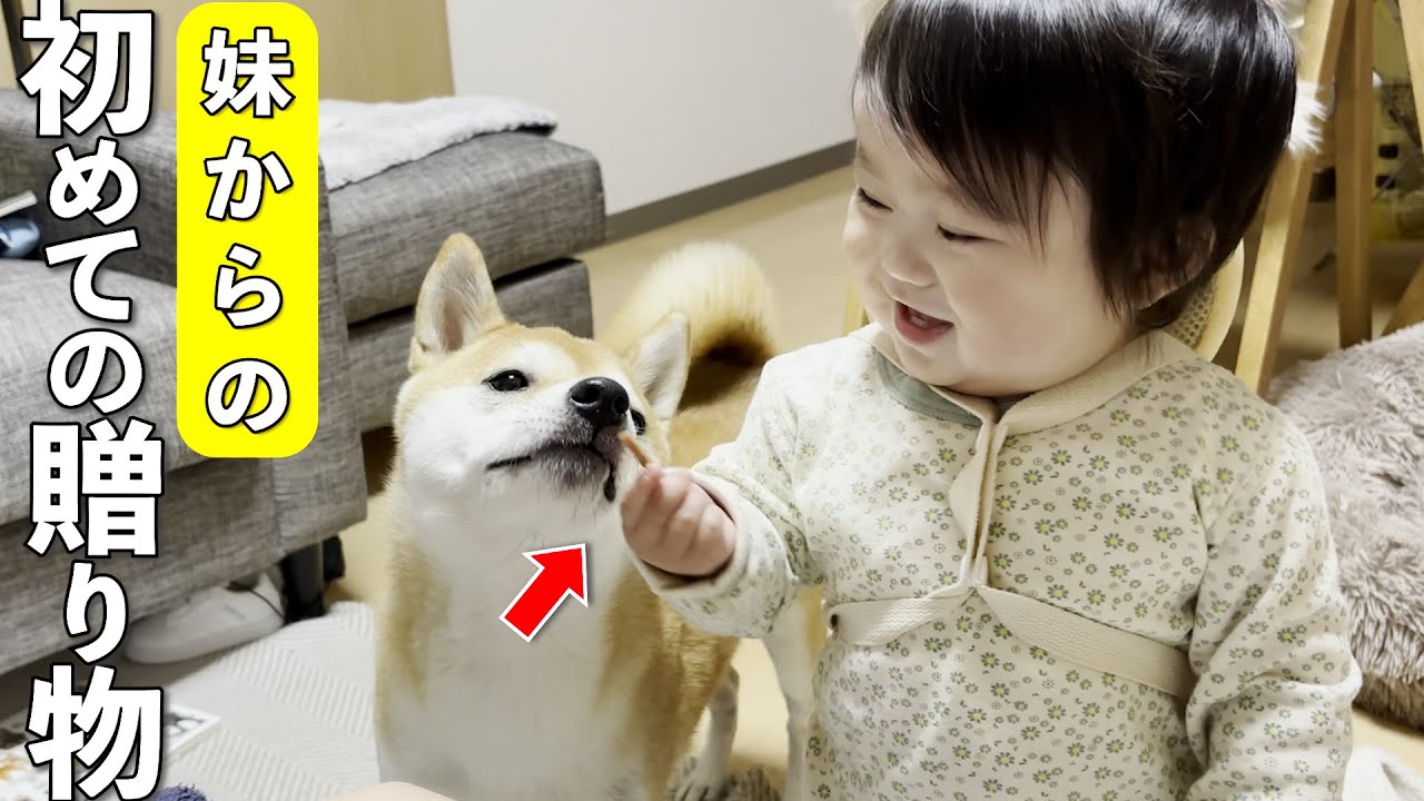 ☆*:.。. milkcocoa.。.:*☆ベビー柴犬ちゃん☆ハンドメイド☆ A one-year-old boy wants to give treats to his beloved Shiba Inu