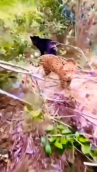 Jalan Jalan Dalam Hutan 😱 Tiba Tiba Harimau Kumbang