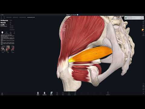 Video: Liten Tarmfunksjon, Anatomi Og Diagram - Kroppskart