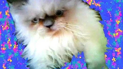 Watch the video about Mouchois Mobile