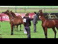 Memories of Chantilly 2019 - AHO World Cup - Part 10 - Championship - Fillies, 1 year old