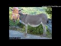 Donkey