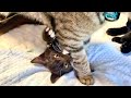 家族に愛されるわんぱく子猫。
