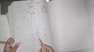 Automatic Nervous System, Sympathetic Nervous system detail, guyton 61 part 2