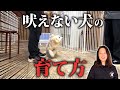 【吠え】室内、お散歩あらゆる場所で興奮が止まらない場合の練習方法を大公開!