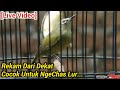 Live Pleci Betina Memanggil Jantan Mp3 - Mp4 Download