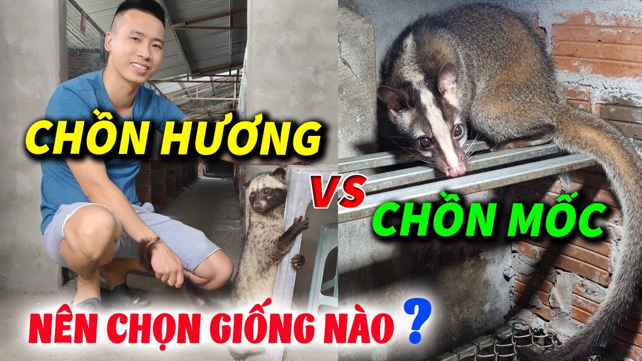 Nên Nuôi Chồn Hương hay Chồn Mốc | Cách Phân Biệt Nhận Biết Cầy Hương và Cầy Mốc Chính Xác 100%