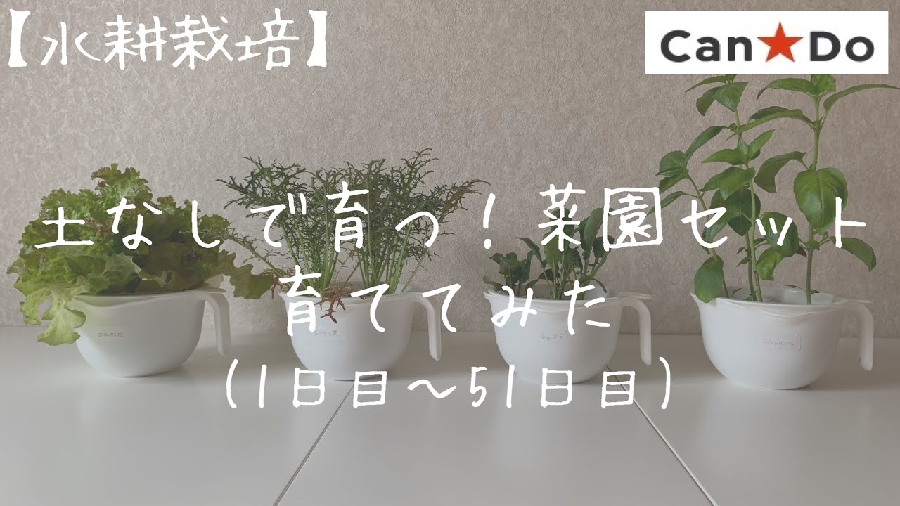 水耕栽培】土なしで育つ！菜園セットを育ててみた 1日目〜51日目