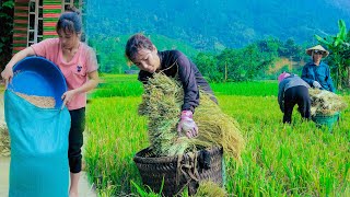 Exchanging a day's work for rice: Traditional rice harvest - A life of building a farm alone