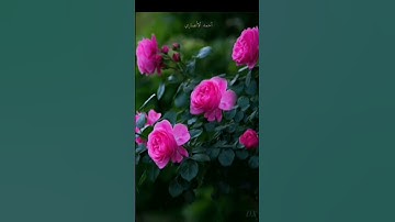 تلاوة مباركة من سورة المائدة. الشيخ رعد محمد الكردي