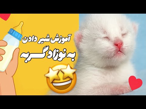 آموزش شیر دادن به نوزاد گربه