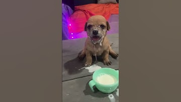 Clumsy Puppy Dunks His Face in Milk || ViralHog