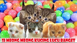 anak kucing meong meong (anak kucing mandi bola ibu kucing main gitar) suara kucing part 11