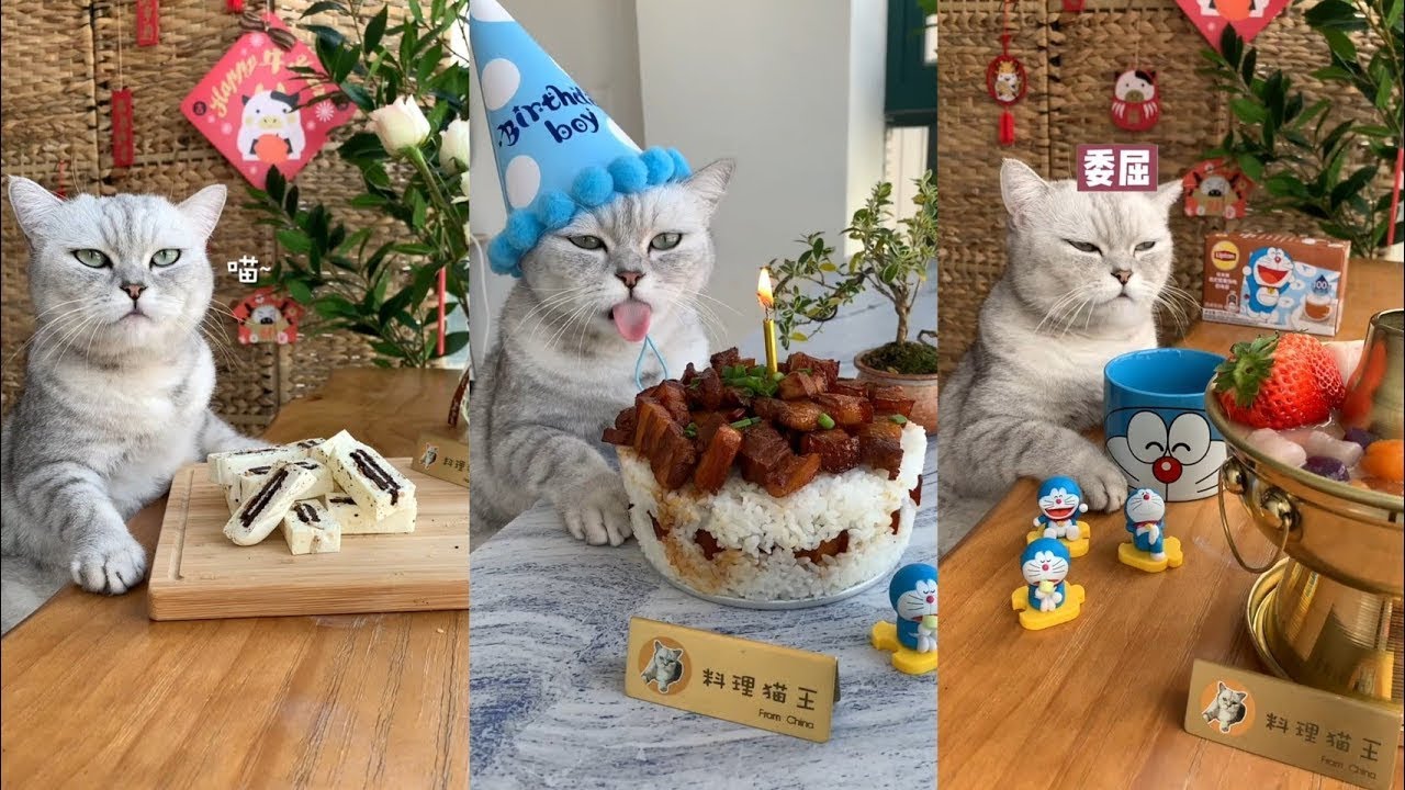 cat-cooking-show-cat-can-cook-compilation-1-shorts-woatiktok
