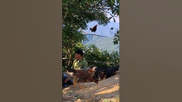 Hlau youtube pub qaib lom zem heev.cho gà ăn vui vẻ quá