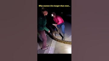 Man catches Massive Python bare handed 😯💪 #shorts