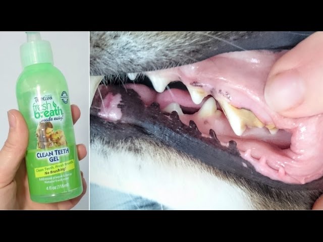 fresh dental brushing gel for dogs